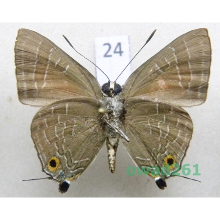 Deudorix epijarbas (Moore, 1857) reverse Philippines24